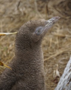 Junger Gelbaugen-Pinguin