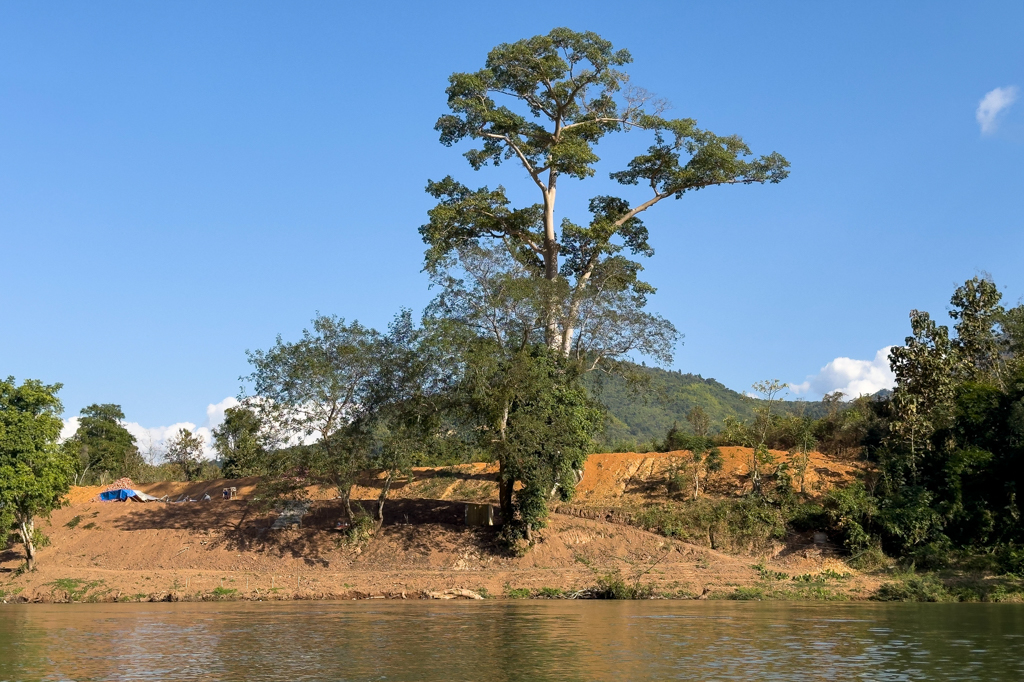 Ein grosser einzelner Baum entlang des Ufers