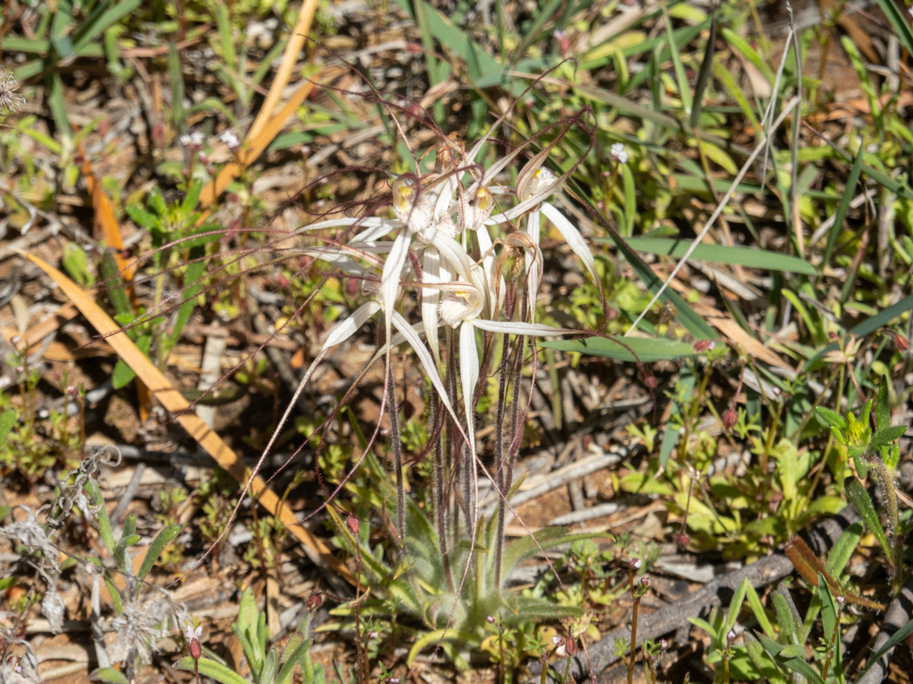White Spider Orchids, weisse Spinnen-Orchideen - Caladenia longicauda