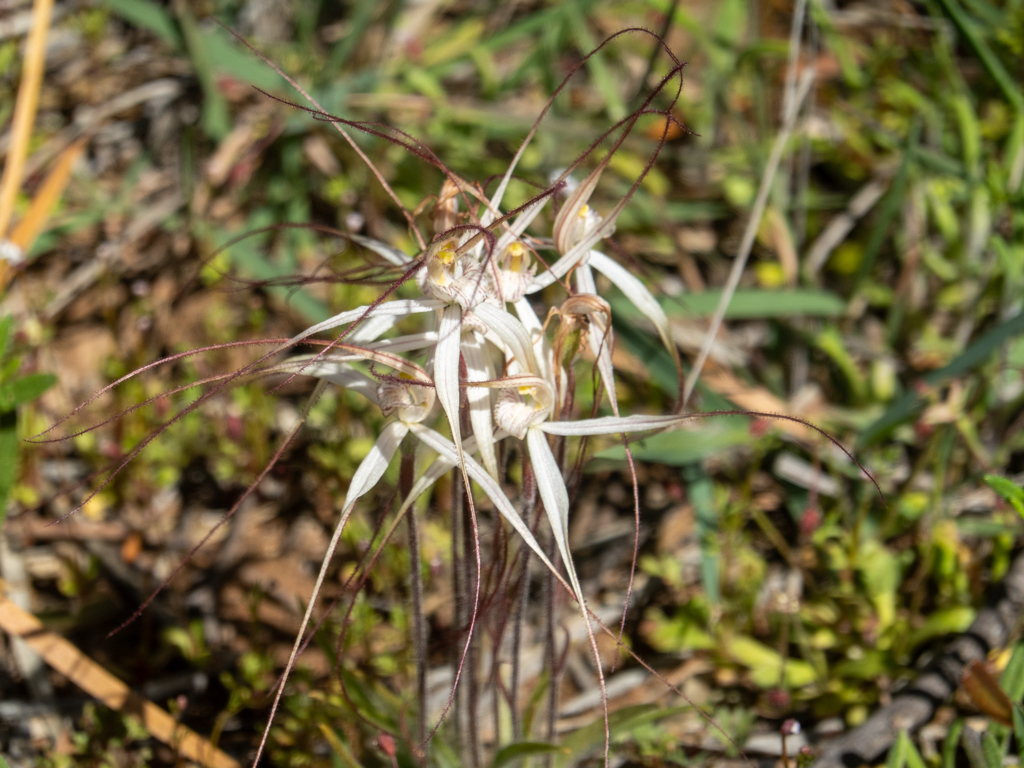 White Spider Orchids, weisse Spinnen-Orchideen - Caladenia longicauda