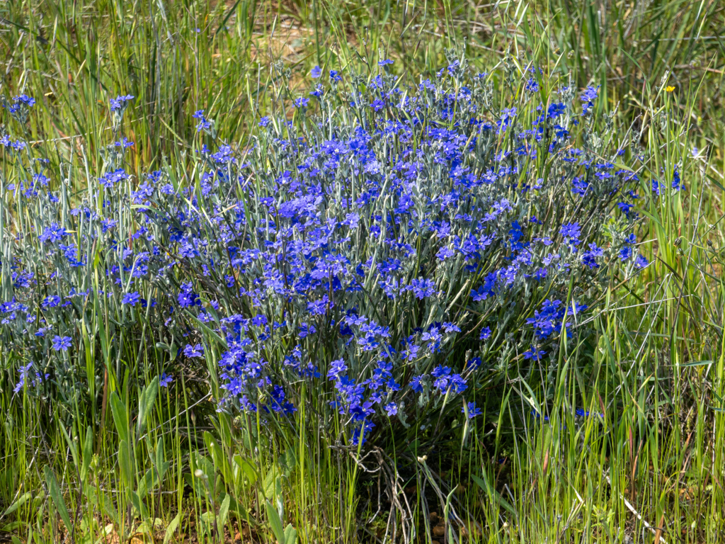 Blue Lechenaultia - Lechenaultia biloba oder Dampiera spp., wie z.B. - Dampiera linearis
