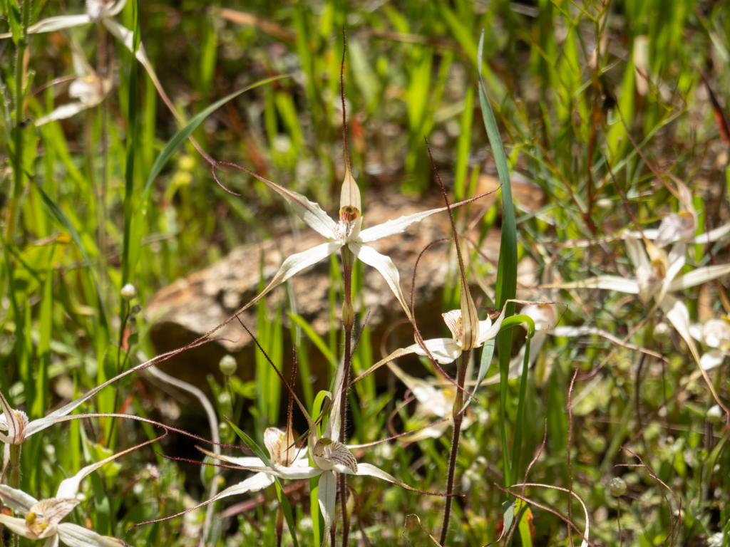 White Spider Orchids, weisse Spinnen-Orchideen - Caladenia longicauda