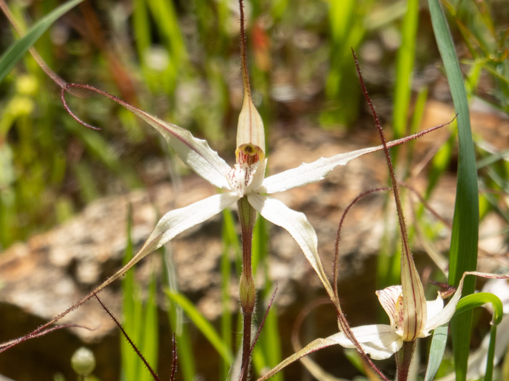 White Spider Orchid, weisse Spinnen-Orchidee - Caladenia longicauda