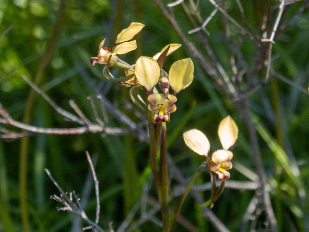 Donkey Orchids, Esel-Orchideen - Diuris spp.