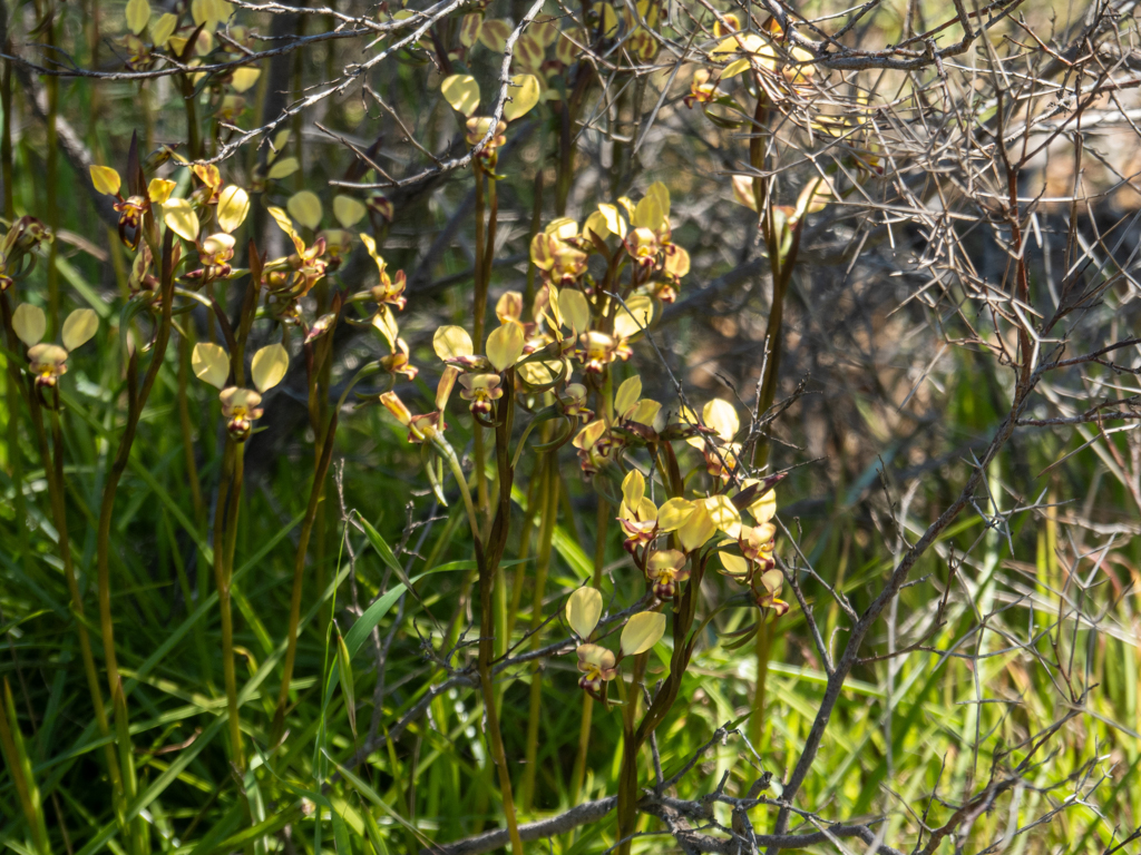 Donkey Orchids, Esel-Orchideen - Diuris spp.