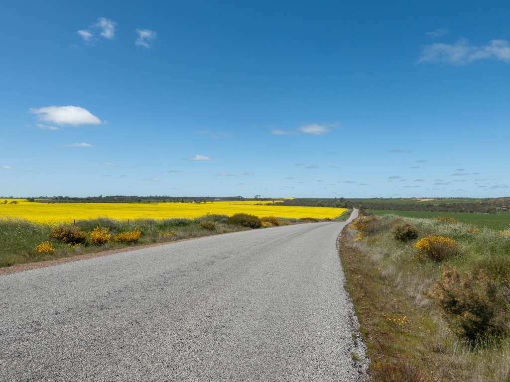 Saftig gelber Raps links, kräftig grünes Getreide rechts. Die Strasse die Grenze