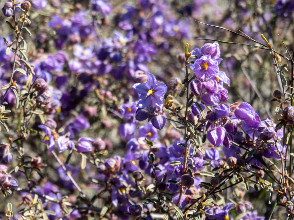 Bluewitch Nightshade - Solanum umbelliferum