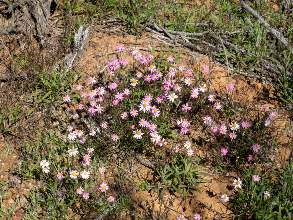Swan River Daisy - Brachyscome iberidifolia