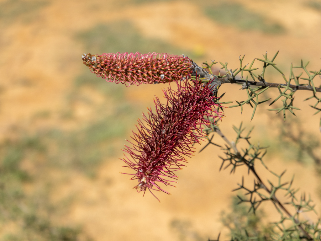 Pink Pokers, Rock Grevillea, or Poker Grevillea - Grevillea petrophiloides
