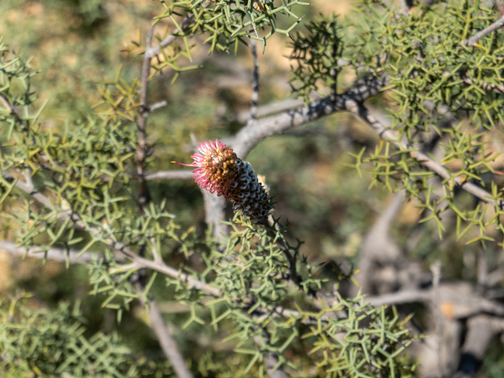Pink Pokers, Rock Grevillea, or Poker Grevillea - Grevillea petrophiloides