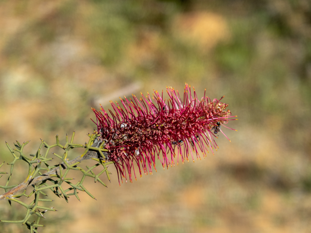 Pink Pokers, Rock Grevillea, or Poker Grevillea - Grevillea petrophiloides
