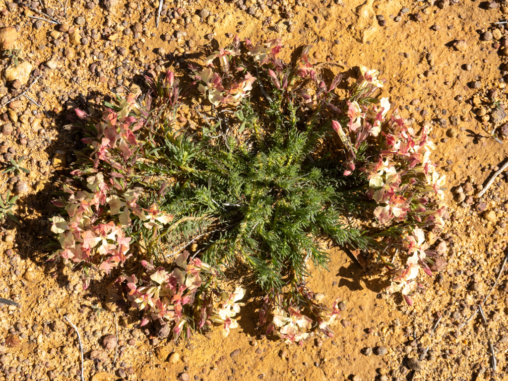 Wreath lechenaultia - Lechenaultia macrantha