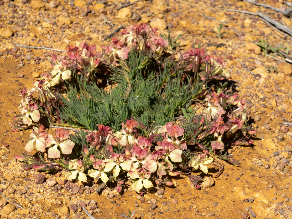 Wreath lechenaultia - Lechenaultia macrantha