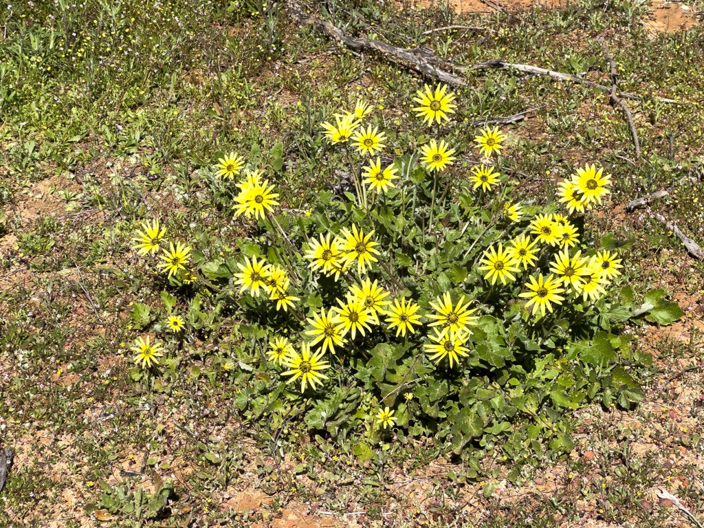 Capeweed, plain treasureflower, Cape dandelion, or Cape marigold - Arctotheca calendula