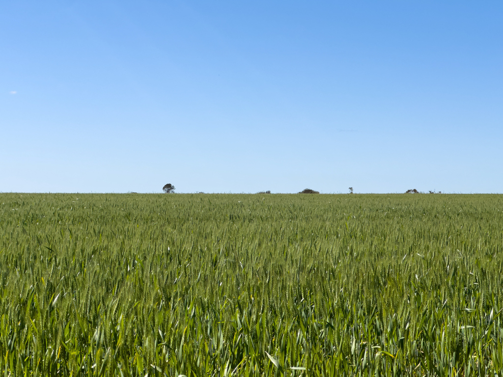 Hoch steht das grüne Getreide . Ein Feld bis zum Horizont