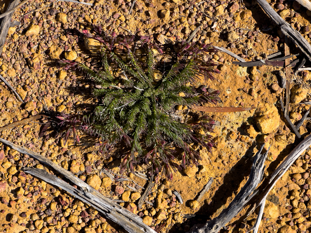 Wreath lechenaultia - Lechenaultia macrantha