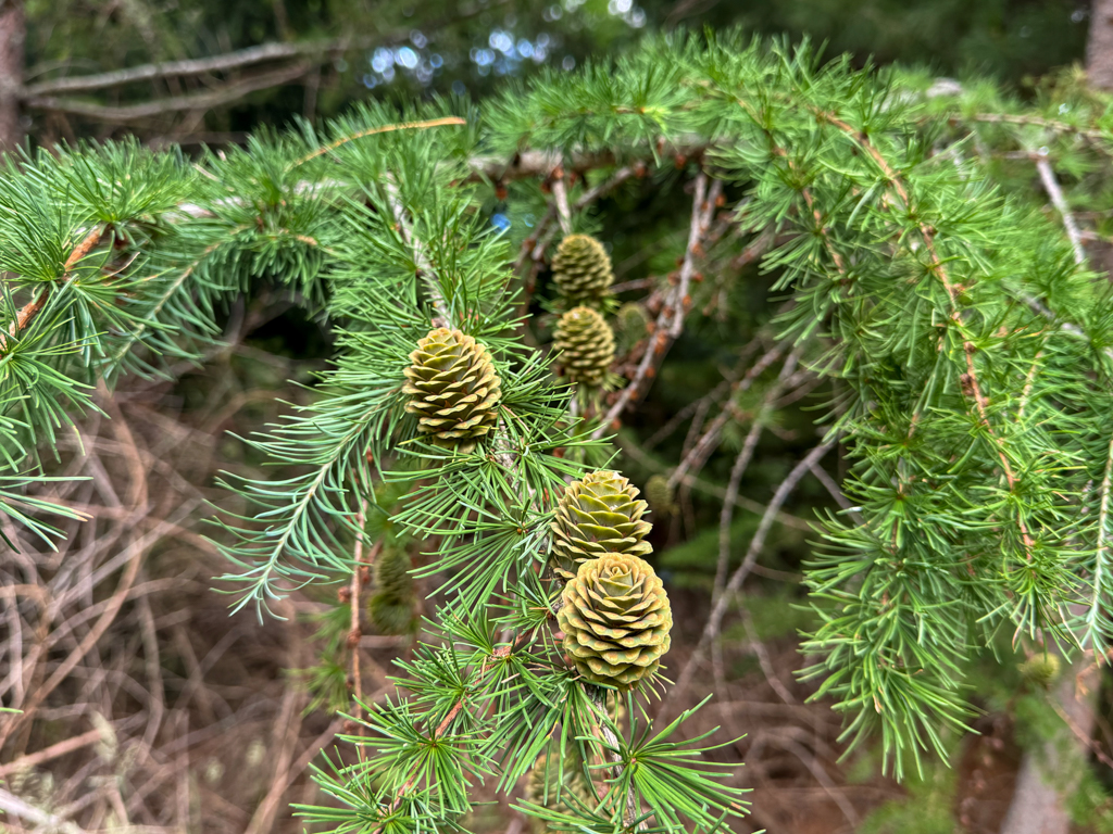 Eine Lärchen-Art: Japanische Lärche - Larix kaempferi - oder Europäische Lärche - Larix decidua