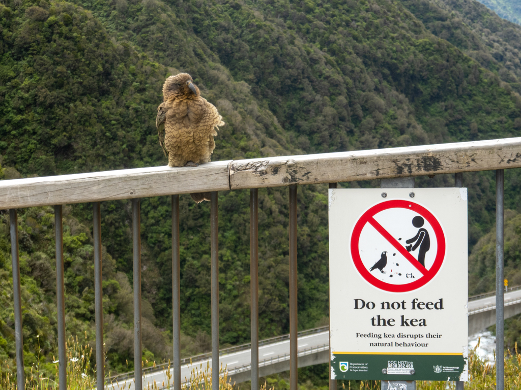 Bitte den Kea nicht füttern ;-)