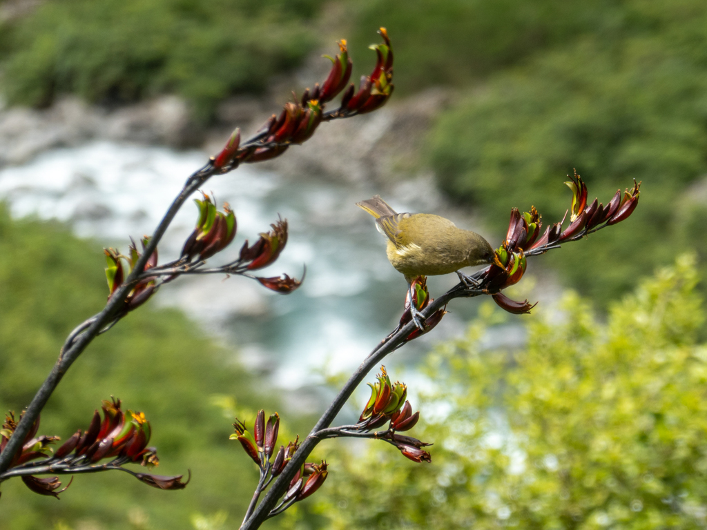 Maori-Glockenhonigfresser - Anthornis melanura