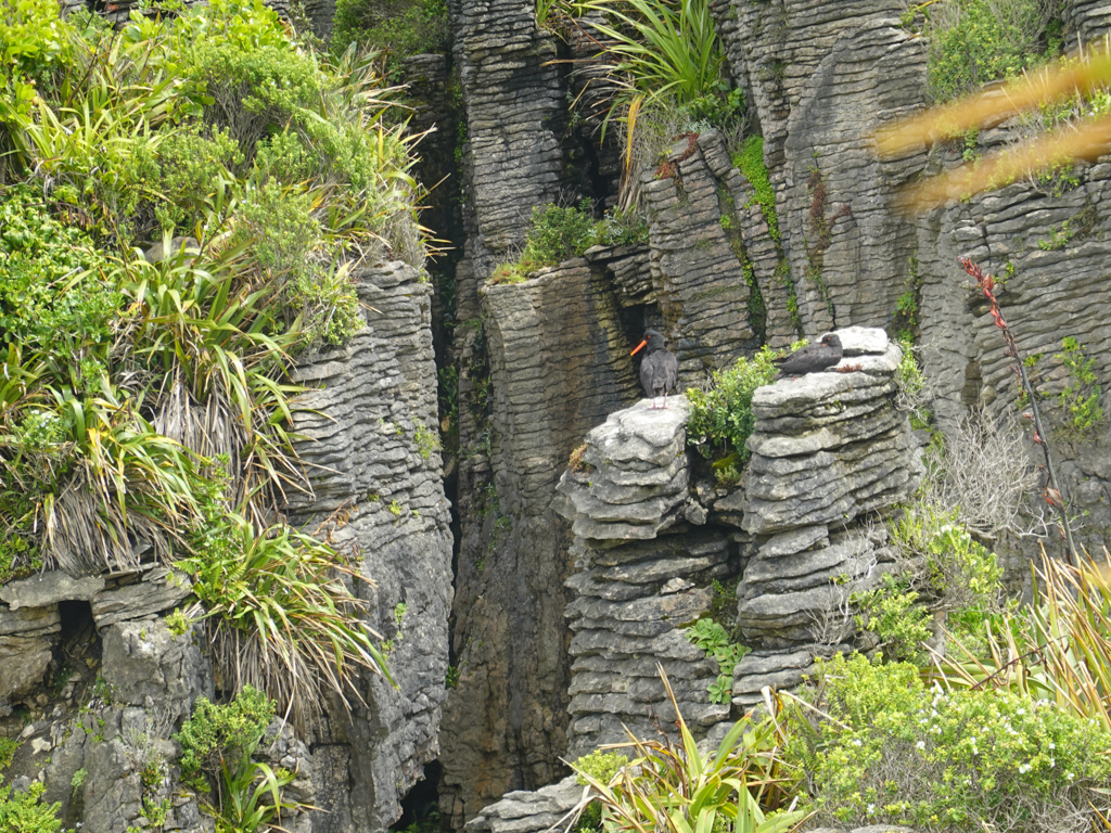 Zwei Oyster Catcher auf den Punakaiki Pancake Rocks