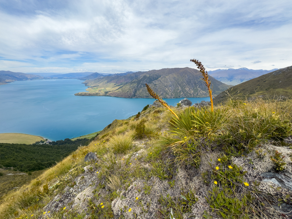 Goldenes Sperrgras or Lanzengras, in Māori Taramea - Aciphylla aurea
