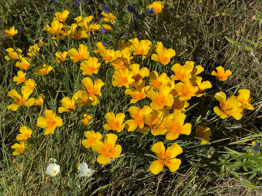 Kalifornischer Mohn - Eschscholzia californica