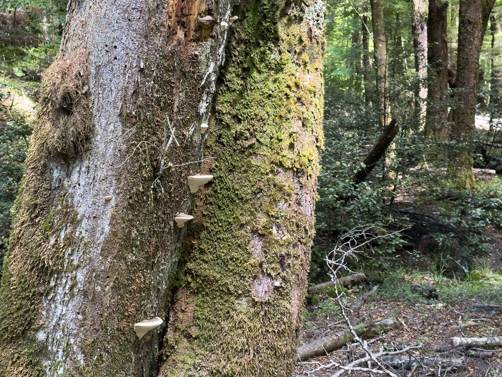 Pilze wachsen wie auf einer Treppe den Baum empor