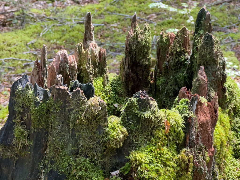 Alter moosbewachsener Baumstumpf