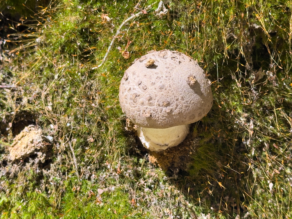 Fransiger Wulstling - Amanita strobiliformis