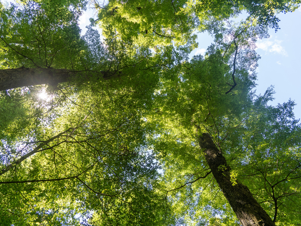 Auf dem Weg sind hohe Südbuchen über uns