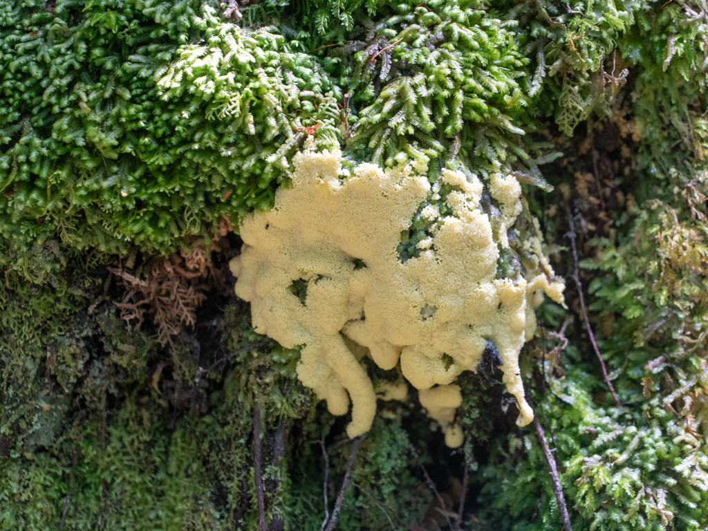 Ein Schleimpilz auf dem Moos