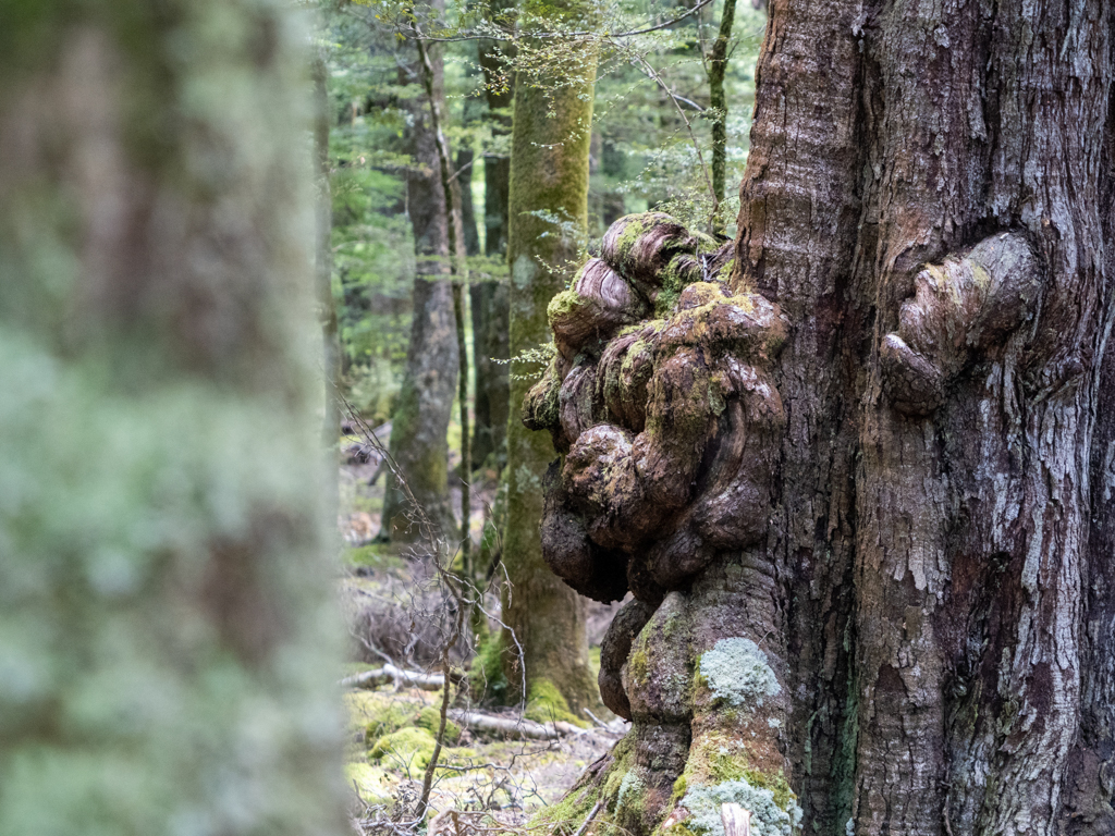 Eine wuchernde Baummaserknolle wächst an einer Südbuche heraus