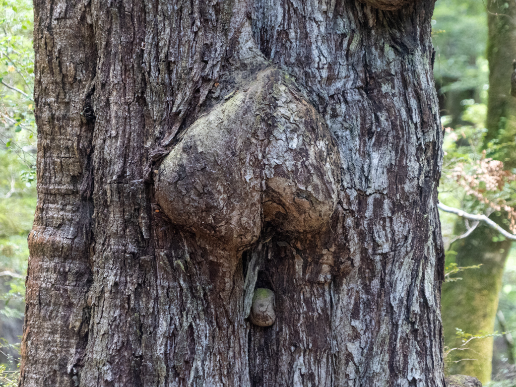 Eine wuchernde Baummaserknolle wächst an einer Südbuche heraus