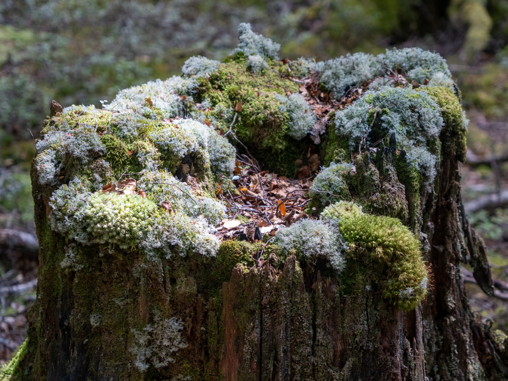 Ein mit verschiedenen Moosen überwucherter alter Baumstumpf