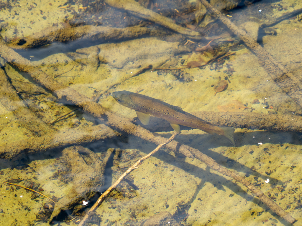 Eine schöne Forelle schwimmt im klaren Seewasser träge umher