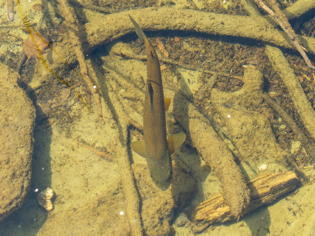 Eine schöne Forelle schwimmt im klaren Seewasser träge umher