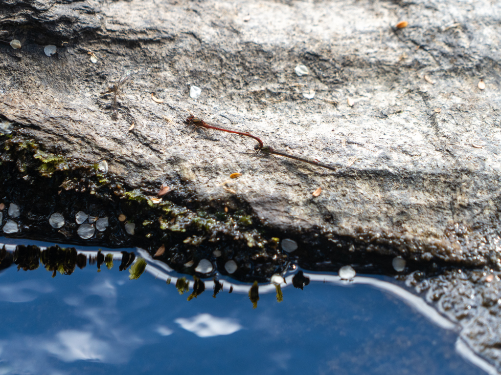 Wer genau hinschaut erkennt in der Bildmitte die beiden kleinen Libellen