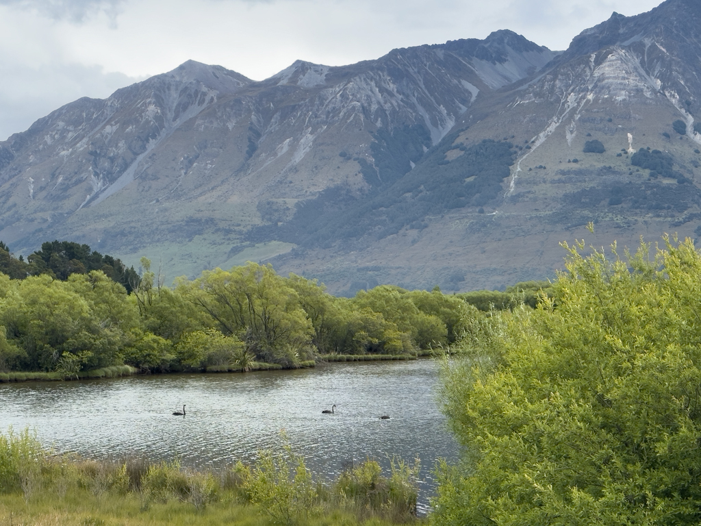 Schwarze Schwäne in einem der vielen kleinen Seen in der Lagune in Glenorchy