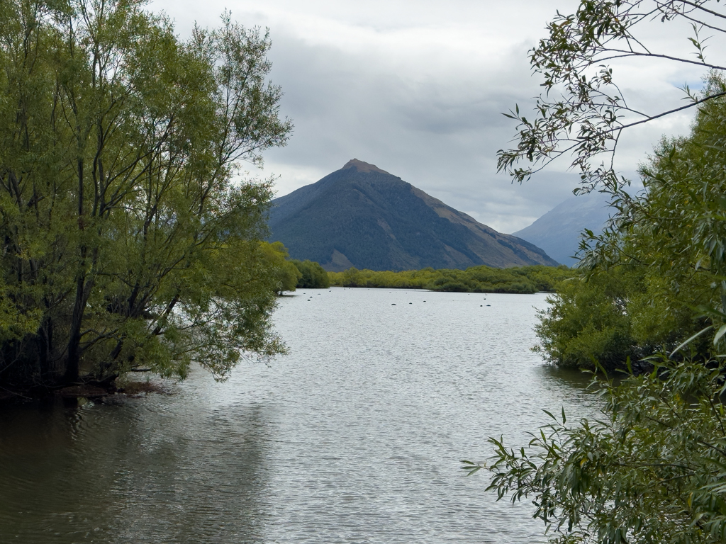 Schwarze Schwäne in einem der vielen kleinen Seen in der Lagune in Glenorchy
