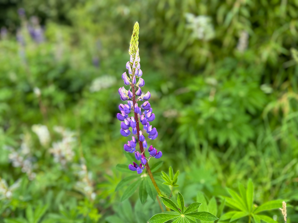 Blau blühende Lupine - Lupinus polyphyllus