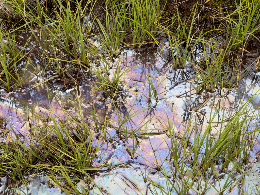 Wie Benzin schillern die Pfützen - Eisenbakterien sind dafür verantwortlich