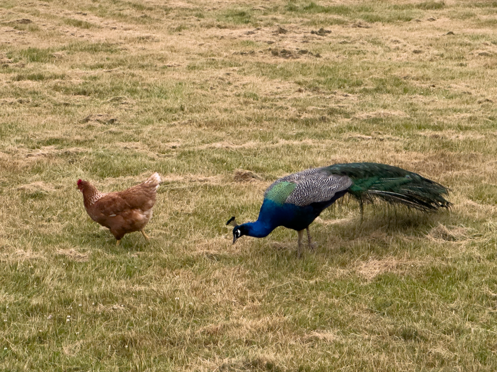 Der Pfau macht da wohl dem Huhn den Hof. Dieses ergreift lieber die Flucht