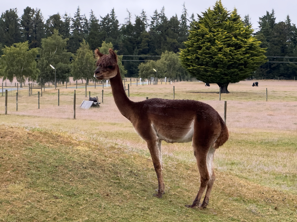 Das Alpaka ist nur zur Freude der Gäste hier und geniesst sichtlich das Interesse