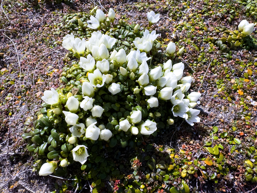 Felsen-Fransenenzian - Gentianella saxosa - eine kurzstielige, in Neuseeland endemische Enzianart