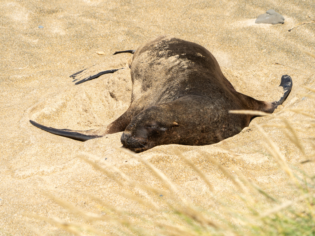 Ein Seelöwe geniesst den warmen Sand in der Waipapa Bay