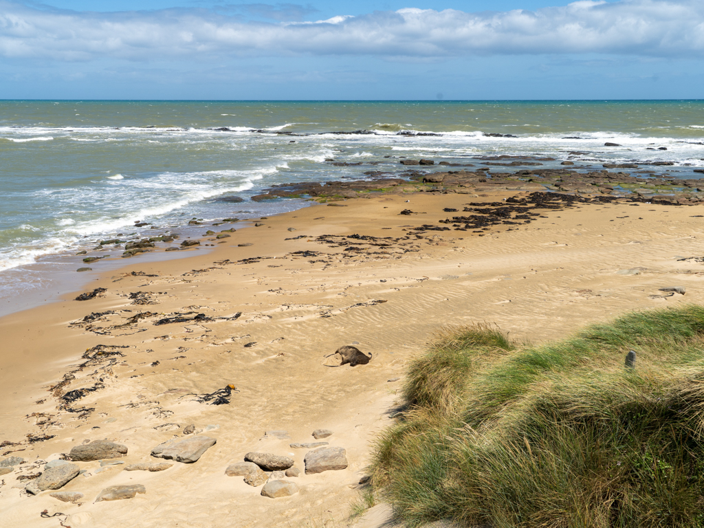 Ein Seelöwe am Stand der Waipapa Bay