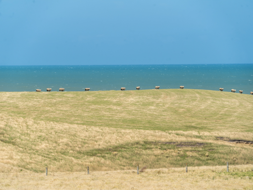 Schafe tummeln sich auf der gemähten Wiese am Slope Point