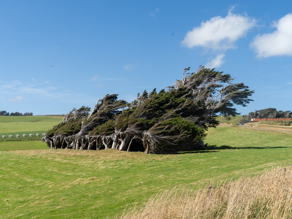 Vom Sturmwind "gestrählte" Bäume oberhalb des Slope Point