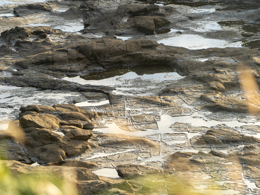 Fast ein "Tasselated Pavement" in der Curio Bay