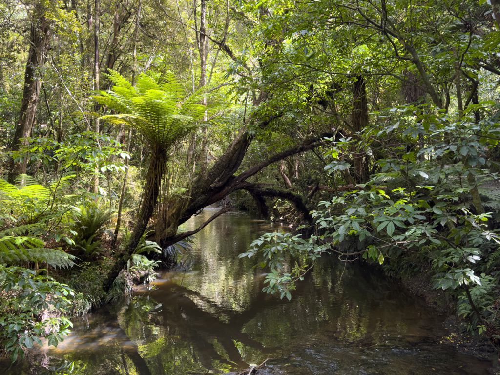 Üppig grünes Flussufer des Purakaunui Rivers